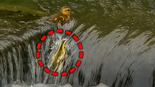 流されたヒナを救うため、母カモが決断した瞬間🐤💞【カルガモ親子】