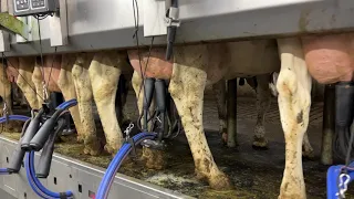 Incredible Chopping Straw | Hoofs Treatment  | Farming 2021