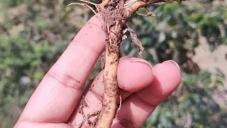 লজ্জাবতী গাছের শিকড় দিয়ে কি কি  কাজ হয়।