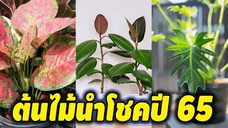 คนรักต้นไม้ห้ามพลาด!!ต้นไม้นำโชคปี 65 กับ 7 ต้นไม้นำโชค ไม้มงคล ปลูกแล้วดี ปลูกแล้วเฮง ชีวิตมั่งคั่ง