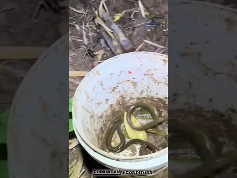 Capturando  CANGREJOS y ANGUILAS para CENAR (Doblaje)