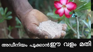 ഏത് പൂക്കാത്ത അഡീനിയം പൂക്കാനും ഈ വളം മാത്രം മതി | Adenium flowering fertilizer details
