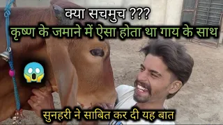 कृष्ण के जमाने का रहस्य गौ माता का |sunehri Krishna ki gaay | #youtube #trending  #video #viralvideo