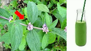 Apenas 1 folha dessa planta vale uma mina de ouro (Você tem em casa?)