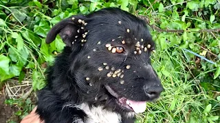 Rescue of abandoned dog with ticks, tied up with a rope