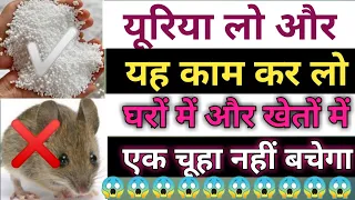 यूरिया लेकर करो यह उपाय घर और खेतों से सारे चूहे चुटकियों में गायब हो जाएंगे | चूहे कैसे भगाए