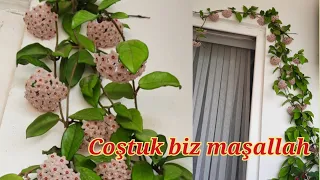 Hoya mum çiçeği ne nasıl  bakılır ✅️  2 yemek kaşığı ver her yıl çiçek açsın