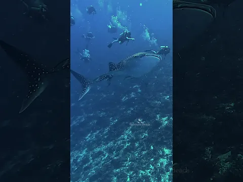 DIVE NOW - Work Later  #islandlifesimpleluxury #dhigurarh #travel #Maldives #dive #sharks #mantaray