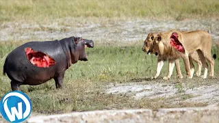 The Most Extreme Wild Animals Battles!