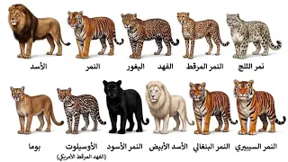 كل أنواع القطط الكبيرة التي ما زالت تعيش اليوم