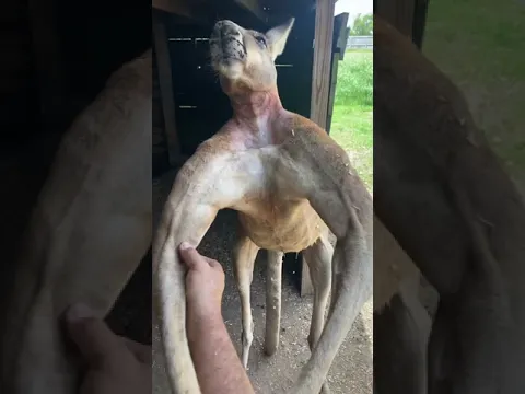 Everything’s bigger in Texas... including Kangaroos 😂