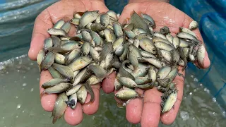 ভিয়েতনামী কৈ মাছের পোনা ১৫০০ পিচে কেজি । Vietname Climbing Perch Fish seeds catching