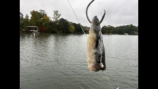FISHING for MONSTER CATS with EELS!!