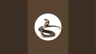 Cobra 🐍