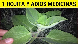La HIERBA más POTENTE que existe🌳 Muchos no la CONOCEN y otros la tienen en el PATIO y no lo SABEN
