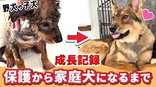 【子犬　子猫　保護犬】群れからはぐれた子犬　保護後の成長記録