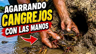 PESCADOR agarró UNA CANGREJA PARIDA (jaiba) con todas SUS CRIAS @felixjosue44 