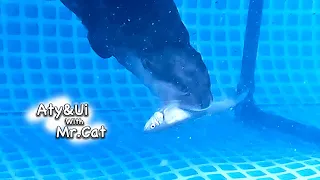 Swimming Fish Stimulate the Otter's Instincts [Otter Life Day 781]
