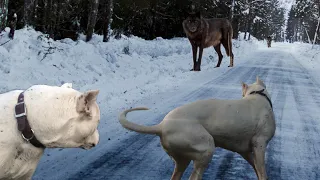 DOGO ARGENTINO vs LOBO  ¿REALIDAD O MITO? ¿QUIÉN GANA ESTE ENFRENTAMIENTO? (BIG WOLVES VS DOGS CCTV)