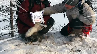Pet that Fubuki fox | Animal hololive