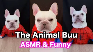 The Animal Buu Compilation | the most Fuuny collection267 #comedy #reaction