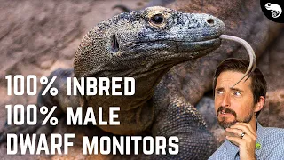 Komodo Dragons Aren't Giants, They're Dwarfs!