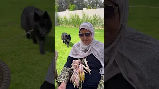 وضعت اكل الكلب علي حماتها الكفيـ*فه عشان تخلص منها
