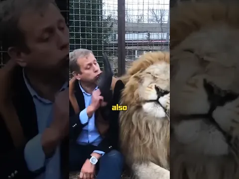 Man subduing a lion with slippers #animals #shortvideo #lion