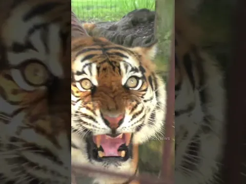 इस Tiger ने कई सारे इंसानों की जाने ली है ?🤯🤔 By info fact News