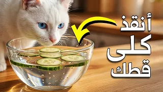 5 بقايا منزلية تحافظ على صحة كلى قطتك