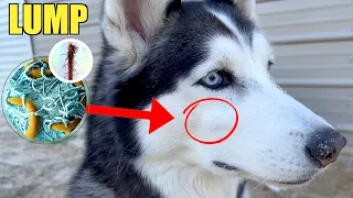 Does My Husky Have Cancer?!