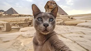 Wait, Cats are Taking Selfies Now?