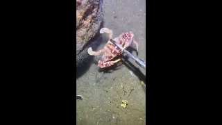 Anas Khan Live Stream