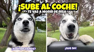 TE VAS A MORIR DE RISA! 🤣 MAX se Niega a Montar al Coche: El Husky MÁS Terco del Mundo