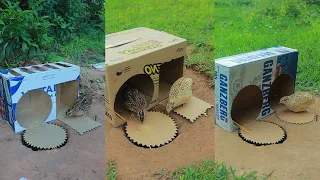 Very Beautiful Creative Quail Trap Using Cardboard Box | Unique Bird Trap #survival #outdoors #short