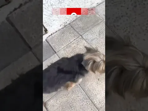 🐾 La patita de la perlita 🐶 | #MiniVideitosEngasados #EseMajeEngasado