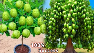 the best method of planting and propagating guava trees by stem cuttings.-growing fruits