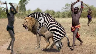 Too Brave! Powerful Mother Zebra Come To Rescue Poor Baby Zebra Escapes Lions, Maasai Aborigines