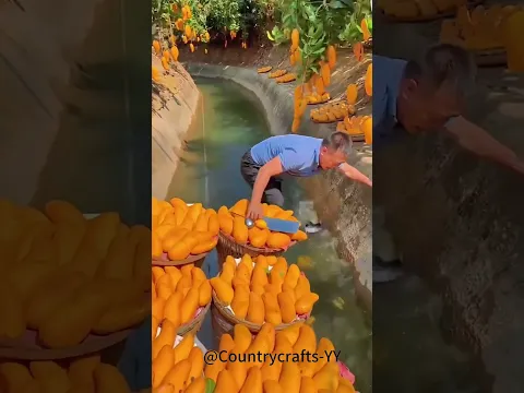 🥭🥭🥭 مزارعو الفاكهة يقطفون المانجو