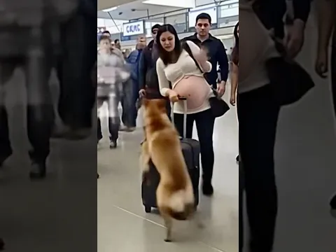 The handler said the dog had "never reacted like that before." When they finally opened the zipper..