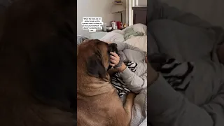 A GIANT puppy dog makes the best wake up alarm!! #dog #dogs #cutedog #funnydogs #shorts