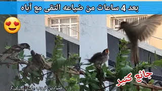 عثرت على عصفور صغير سقط من العش بالشارع ولم اجد مكان العش 😥