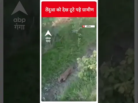 तेंदुए को देखते ही टूट पड़े ग्रामीण। ABP Ganga Shorts
