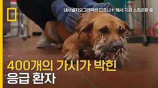 얼굴 가득 호저 가시가 박혀 병원에 찾아온 응급 환자 페드로｜수의사 오클리
