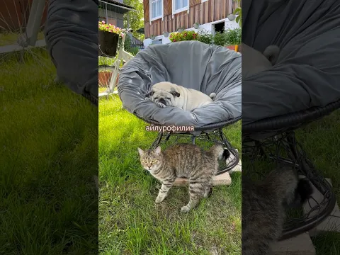 котолюбители #айлурофилия #местосилы #дачники #простаядача #коты #котики #дача