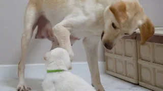 새끼가 울타리에서 탈출했더니 엄마 강아지가 보인 반응