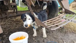 Rescue of Friendly Hungry Dog Chained to a Truck | Howl Of A Dog
