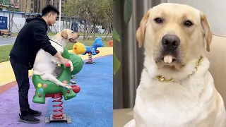 现在狗子都不好骗了🤣🤣🤣 #拉布拉多 #肉肉说了算