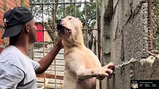 DOGO ARGENTINO