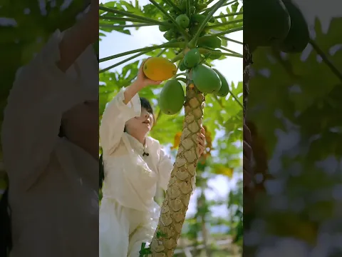 Beautiful Nature with Rural Life (P23) - Fresh fruit picking